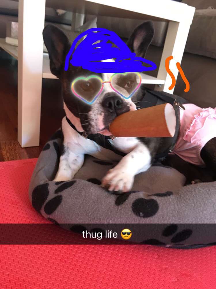 LeakyLucky's tweet photo. @loganbacon @Archiethestaffy @counselor4me @ZoeTheRealPug @Sallypug @BunnyandDog1 @adickerman @thepinesanimals @ruckustheeskie @emilyrosee88 @MissCamiFlage @AdelyneGagne @LUNAbostondog @npshaw @casie190 @lauren_5620 @seb_i1 @LokiHaustier @TheoTheBoston Always love to meet new friends!! 😁 https://t.co/xowHpz7xLW