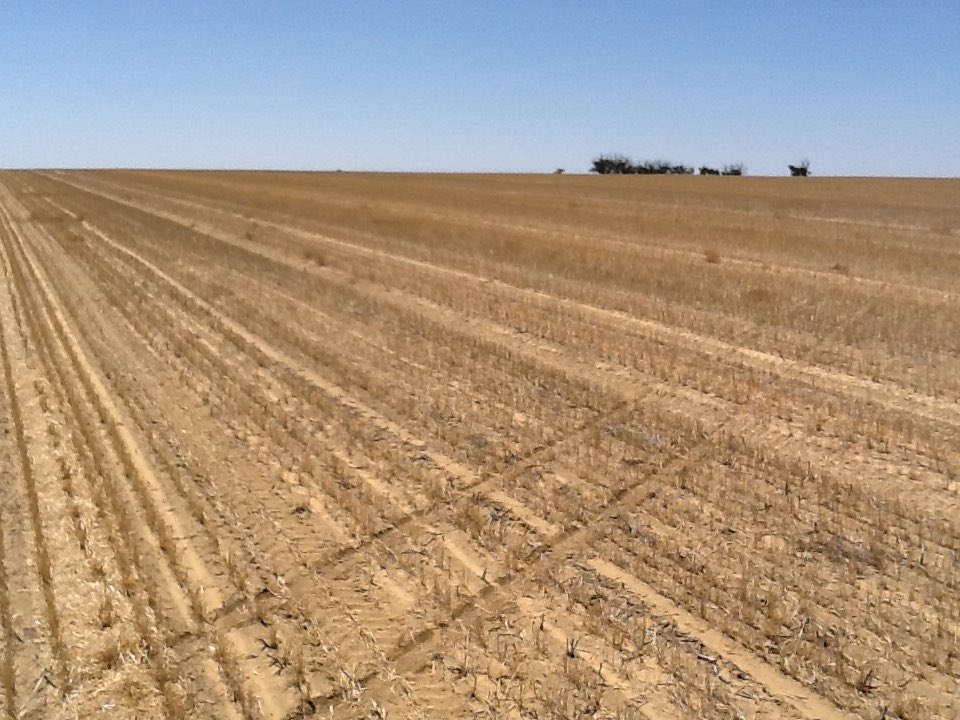 Good product this sharpen stuff on radish! Just before and 12 days after application.