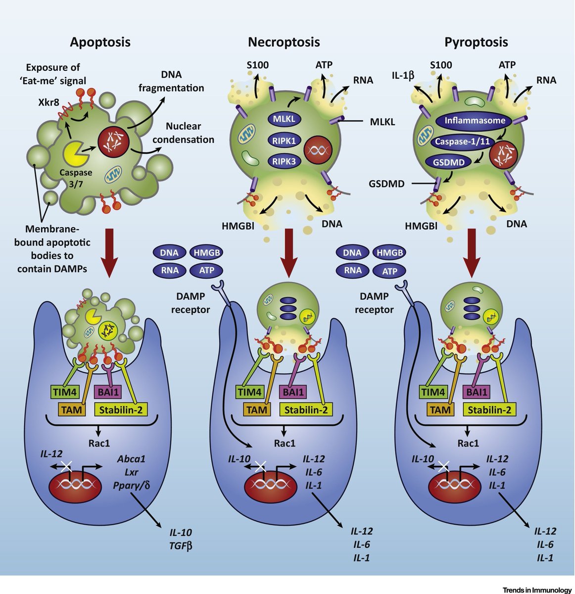 mmw_lmw's tweet image. Different types of #ProgrammedCellDeath and its impact on #InnateImmunity | JenniferMartinez @NIEHS @TrendsImmuno buff.ly/2DH7OzN | #YearBook2017