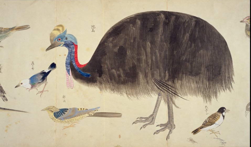 左高例 サダカレー山 小説発売中 V Twitter 江戸時代に見世物として連れてこられたりした駝鳥 ダチョウ の絵 どう見てもヒクイドリさん 時速50kmで走って鉄板を凹ます蹴りを刃物みたいな爪付きで叩き込んでくる ちなみにダチョウも 火とか石炭とか食う