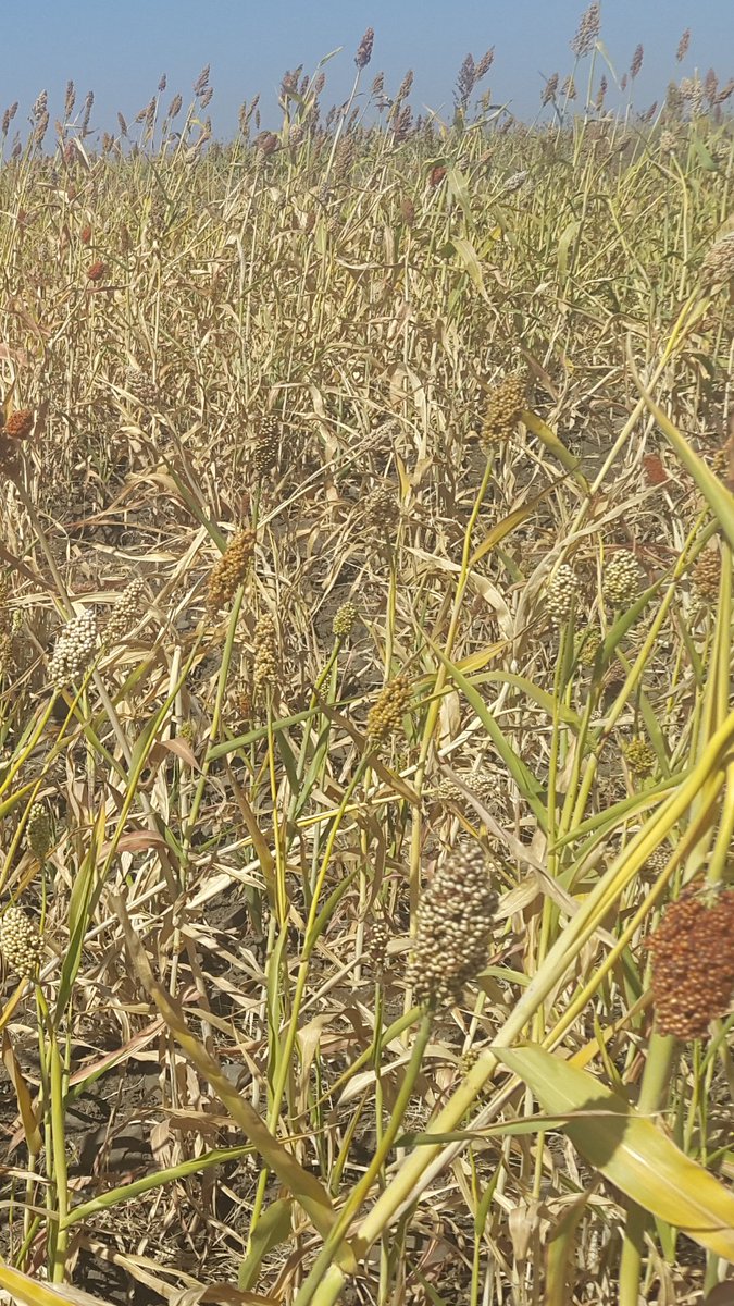 hadnetkeleta's tweet photo. This year's harvest reflects #Eritrea /s moto 'we don't expect #water to come to us, we go where z water is'. #foodsecurity #SustainableDevelopment #WaterIsLife https://t.co/G3DD7k4YUY