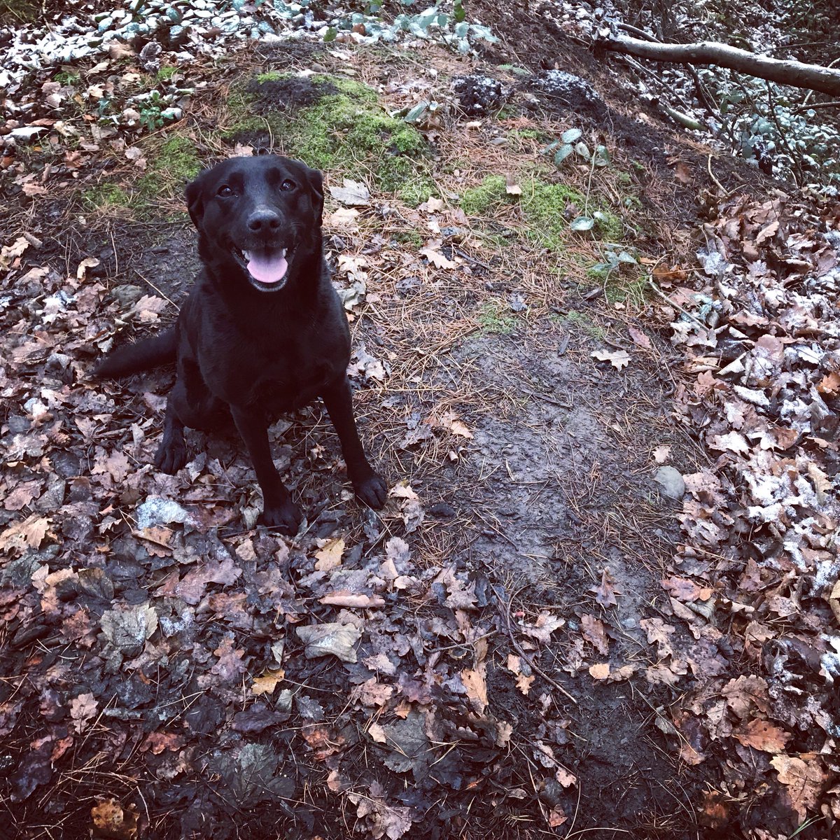 Fieldside labs (@fieldsidegundog) on Twitter photo 