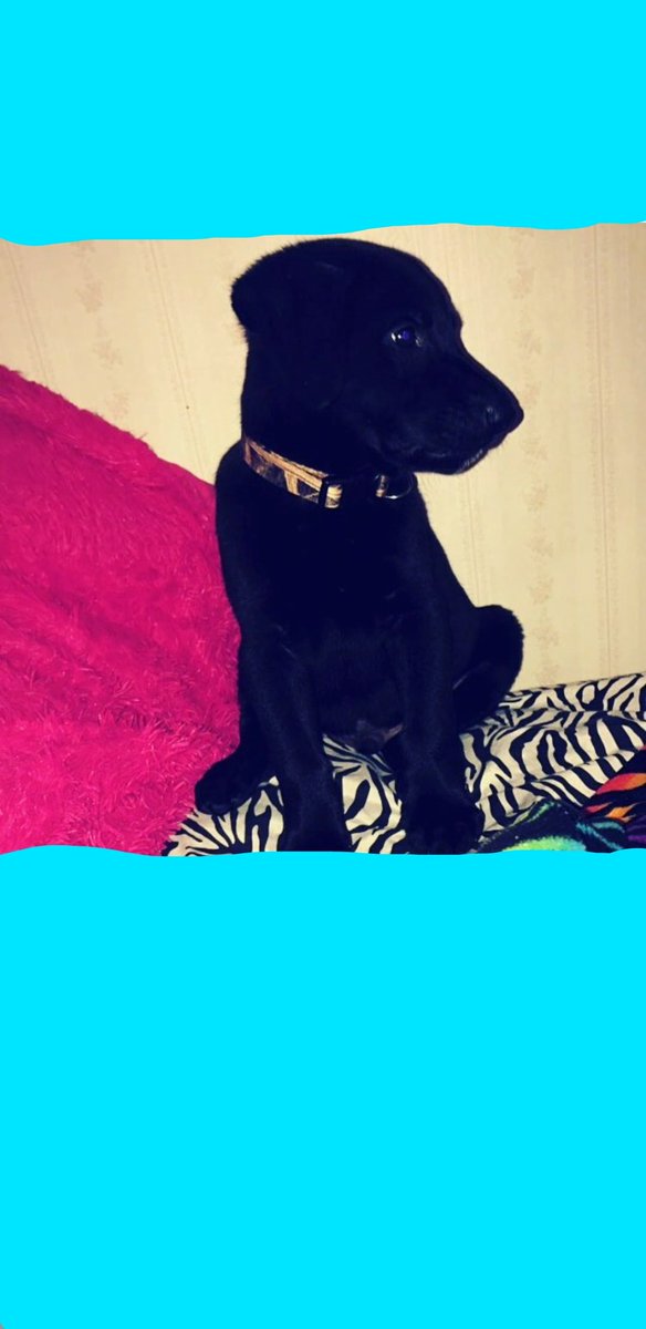 Andrewmoore2001's tweet image. Our dog as a puppy...only if it was cute now...ps: only because I haven't played in forever😆