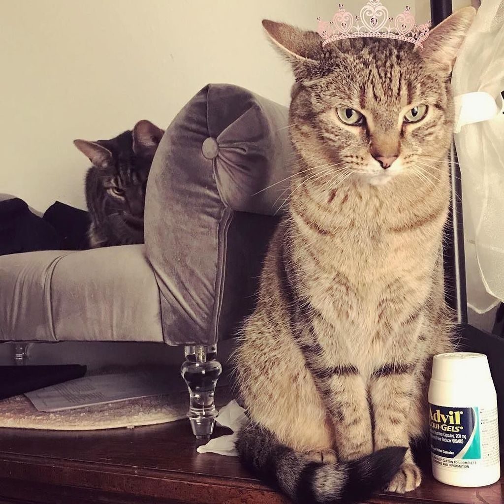 "When you love her and would do everything for her, but deep down you still don’t trust her. 😹" #koukineko by @thisisataternugget
.
Royal Kittens are curated posts of our fans interacting with us on social media. Use our hashtag to get featured!
.
.
… ift.tt/2C1vUIm