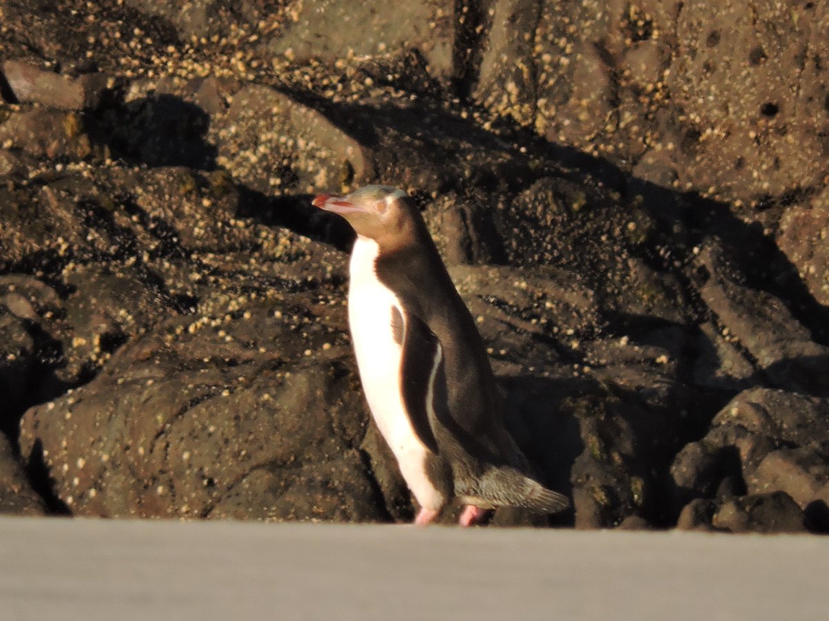 Jess Archer tweet media