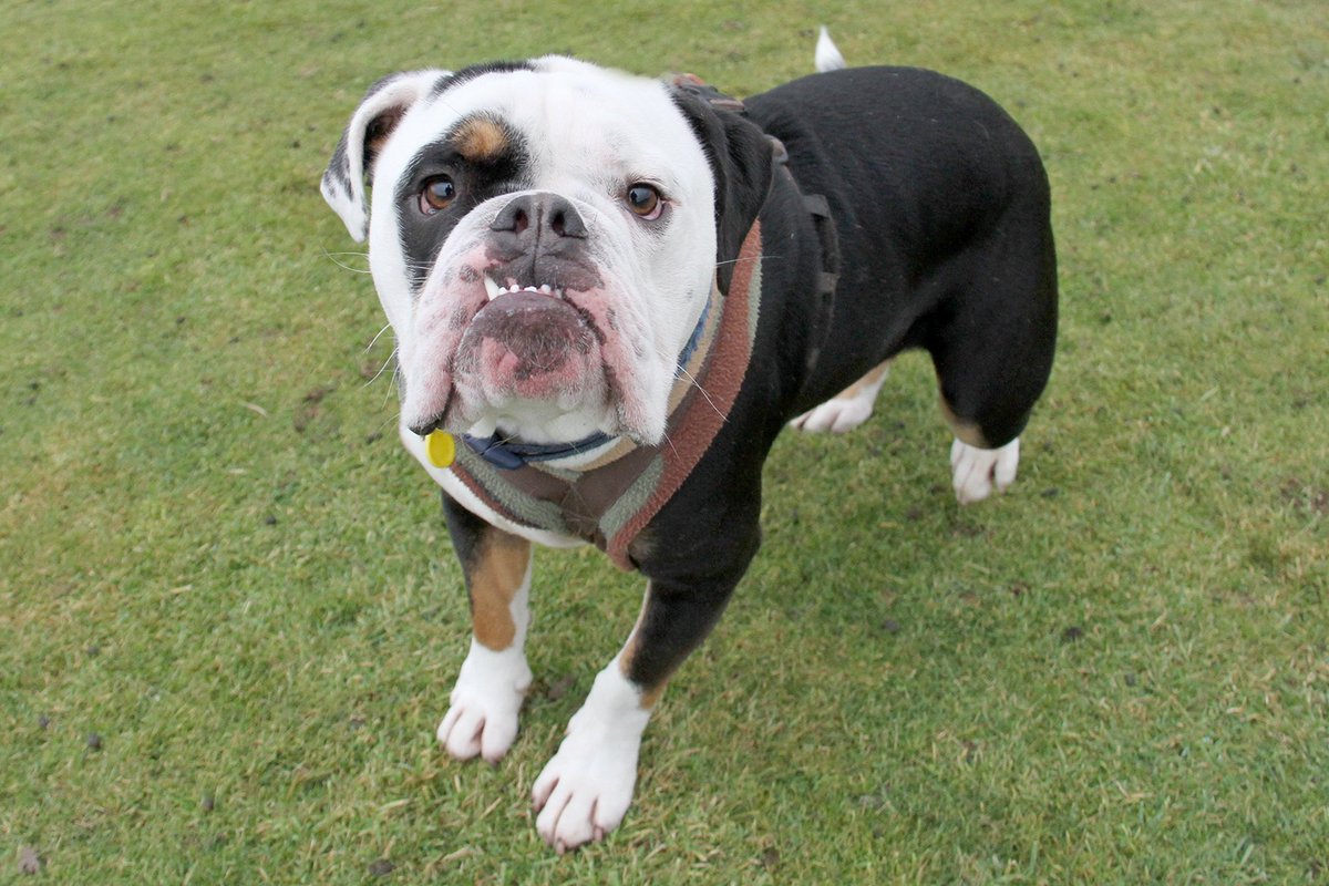 Dogs Trust Leeds On Twitter Bonzo Has A Lot To Offer He Just Needs Someone To Give Him A Chance Dogstrust Dogstrustleeds Rescuedog Leeds York Yorkshire Ineedahome Dogoftheday Adopt Rehome Adoptadog Bestfriend