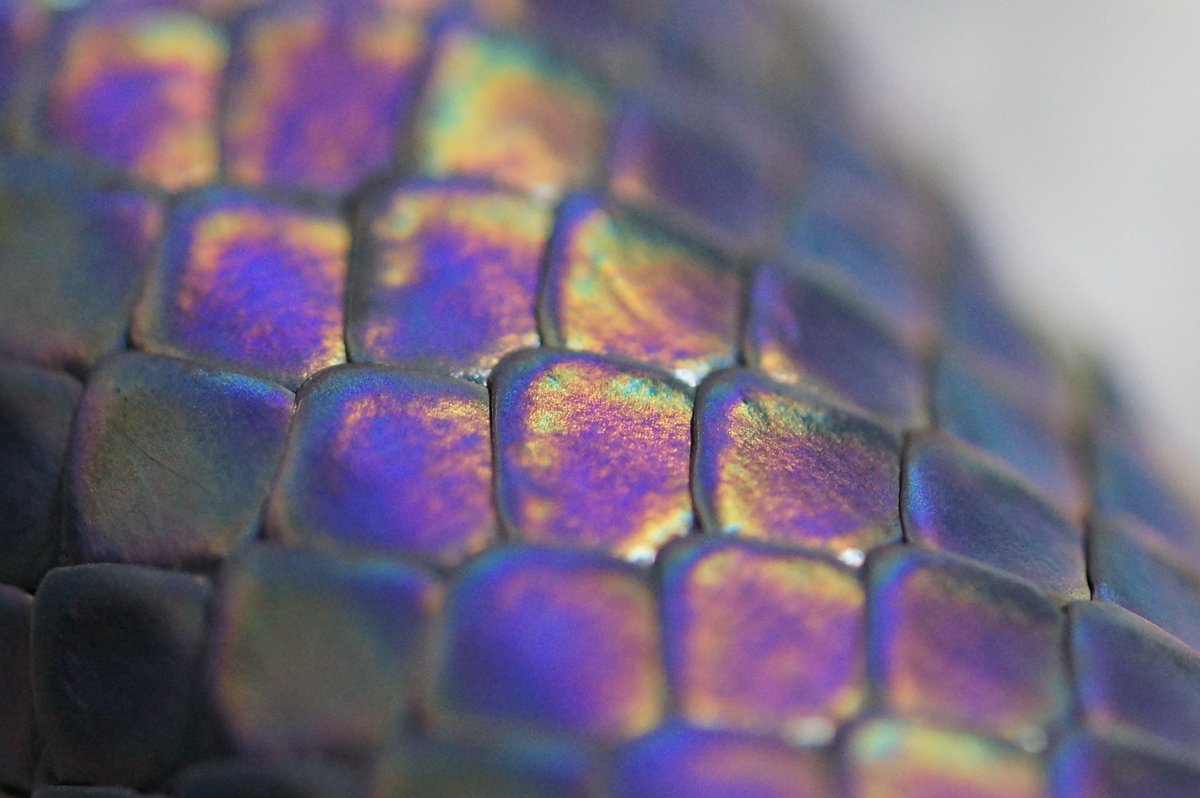 『極美品』☆激レア☆BOTTGA VENETA☆ブラック☆パイソンヘビ柄☆ 楽天市場】【国産・Sun Remy/サンレミー『Big Python/ビッグパイソン