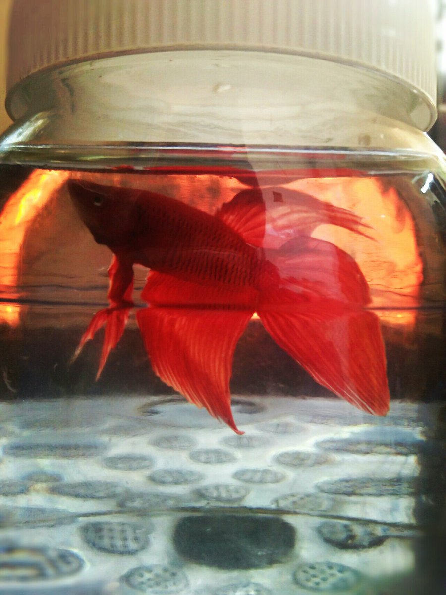 FishomeAk's tweet image. 