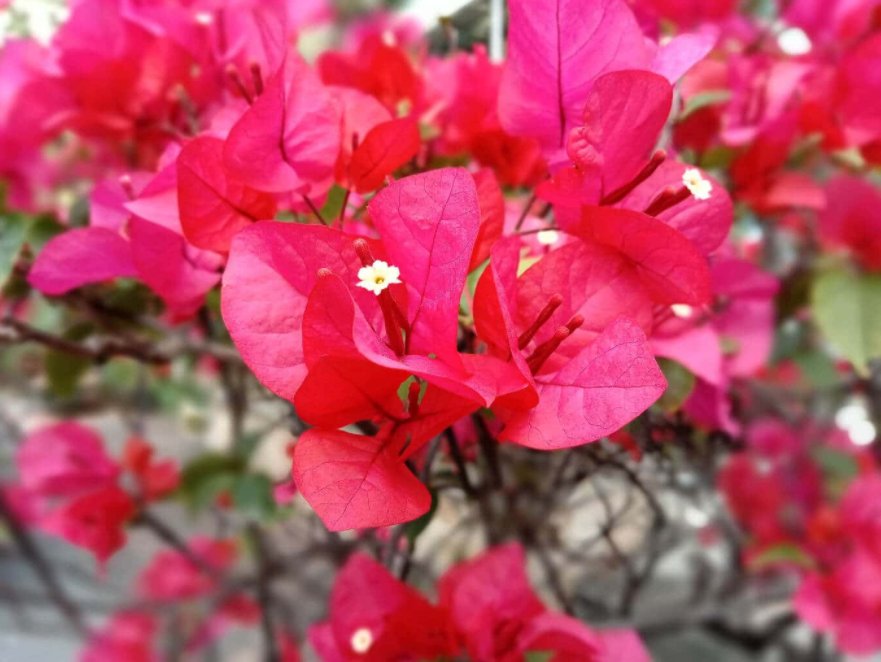 kelly190212's tweet photo. We live only to discover beauty.
The best shots on #BV9000Pro.
Buying link:https://t.co/baFEMsVt3D https://t.co/6y6IPw8kFk
