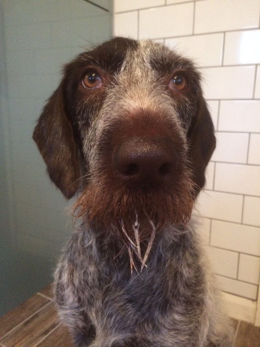 HayhurstBoo's tweet photo. Yogurt beard #naturalyogurt #breakfast #MeetBoo #love #this #prettygirl #morning #Thursday #needawalk #pointer #adventuredog #ready https://t.co/fJVx2sTkAe