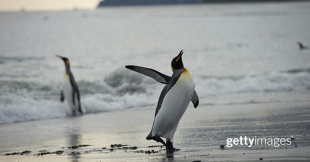 PinkooOnlineMAG's tweet photo. Play like a Penguin 📷: Keenpress via @GettyImages https://t.co/Z9HrQvpR1C https://t.co/zL4MP1fMhE