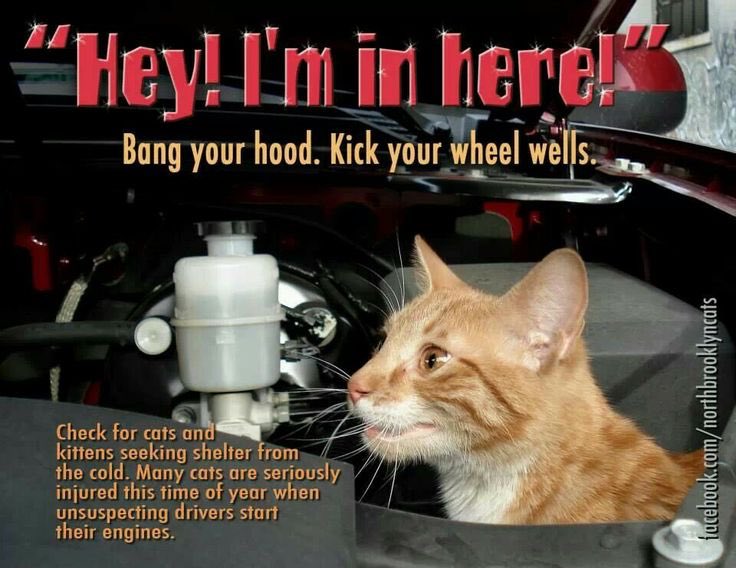 MorrisAnimal's tweet photo. #ItsSoCold that cats and other creatures may seek shelter inside your car engine or wheel wells. Bang on your hood before you start your car - you might just save a life. RT to save more. https://t.co/OGKXuaYP7O