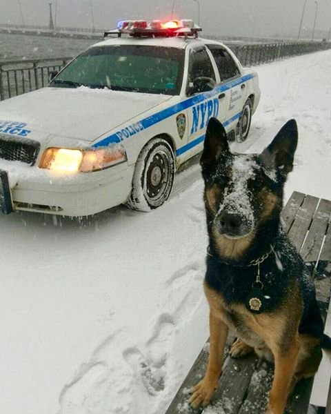 K9_Dan's tweet photo. OK ~ SO YOU CAUGHT ME GOOFING OFF ON THE JOB ~ GO AHEAD AND REPORT ME ~ WANT MY BADGE NUMBER? https://t.co/hpMqUI4sj5