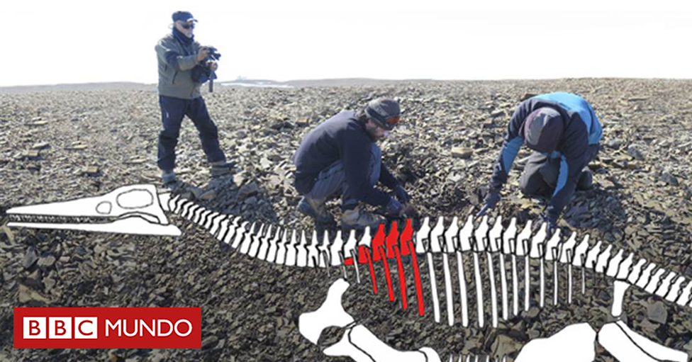 bbcmundo's tweet photo. Descubren en Antártica los restos de un lagarto gigante de hace 150 millones de años https://t.co/GsomXJ9qkb https://t.co/PqoB5DG7aj
