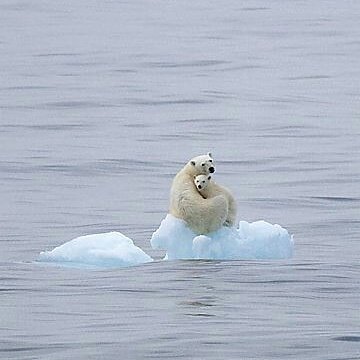 n_greenparty's tweet photo. We need to save the Arctic not because of the polar bears, and not because it is the most beautiful place in the world, but because our very survival depends upon it.

#saveicecaps #savepolarbears #saveearth #pollution #carbon #greendemocracy #Ngp #nationalgreenparty https://t.co/uPEelEp9tK