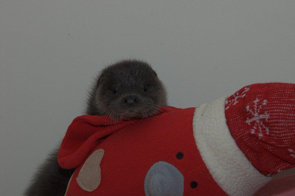ScottishSPCA's tweet image. Misty, the adorable ten week old otter, recently met a Christmas robin! 
More: scottishspca.org/newsroom/lates…
