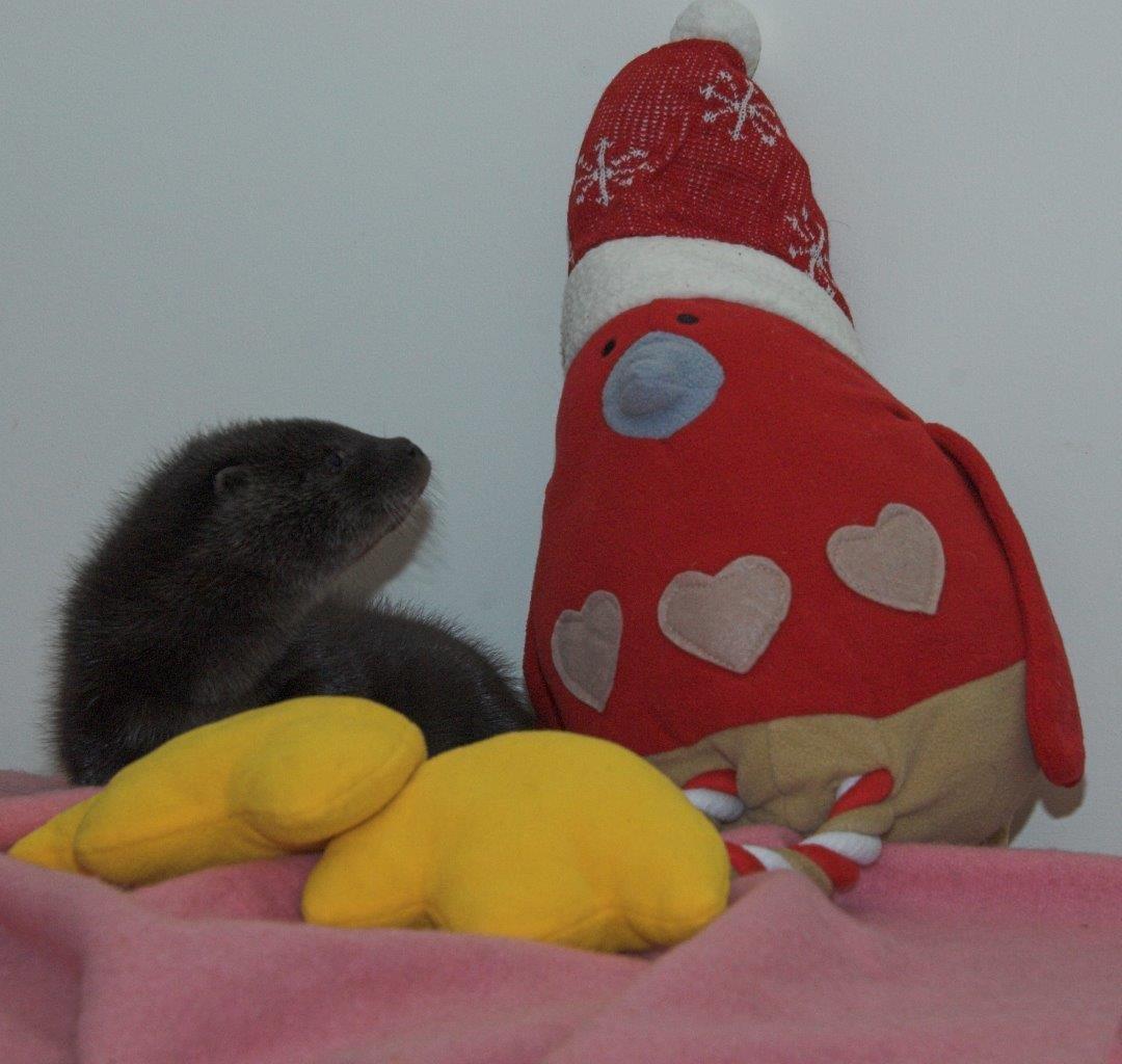 ScottishSPCA's tweet image. Misty, the adorable ten week old otter, recently met a Christmas robin! 
More: scottishspca.org/newsroom/lates…