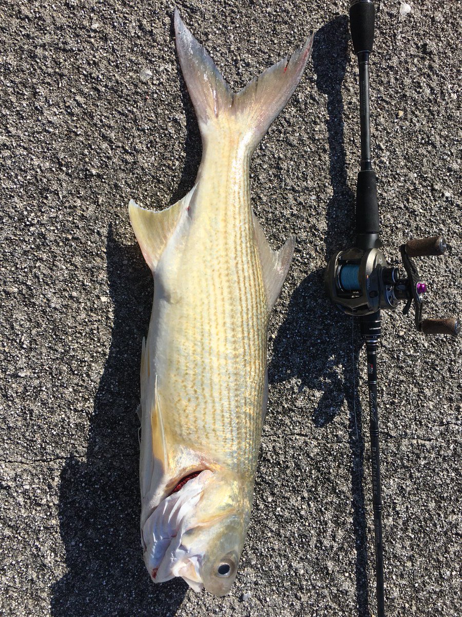 hktsurilove's tweet photo. 本日もオニヒラ狙い!
オニヒラは不調で、推定65up,2.5kgのツバメコノシロが迎えてくれました(^^)
このサイズでも難なくあげられるパワーベイトフィネス、かなりオススメですね(^^)
#Stripedthreadfin
#PowerBaitFinesse
#65up https://t.co/Epb3a7RDCv