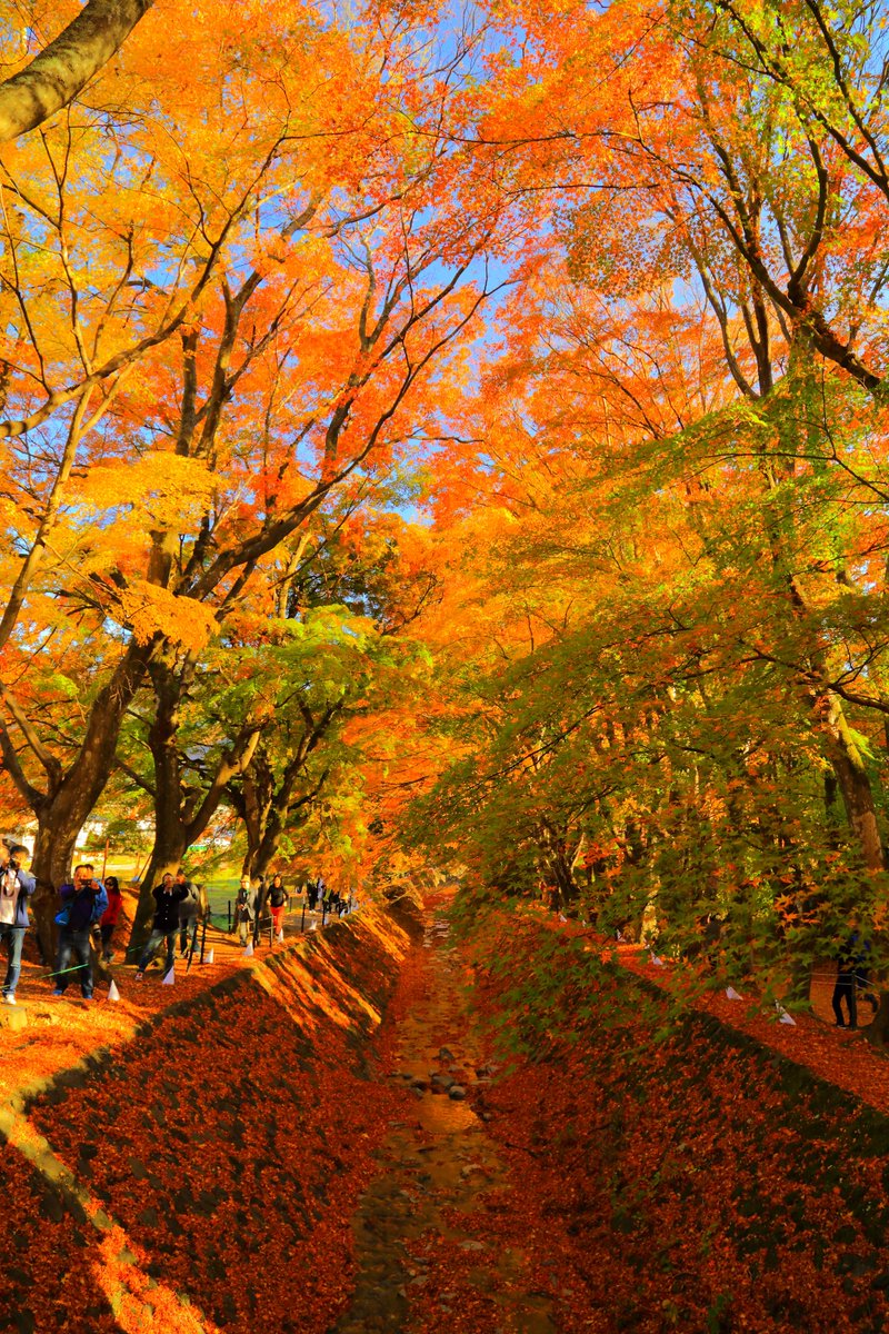 じょー 夢の国より信濃国 17年11月を振り返ってみた件について 紅葉編 １枚目 山梨県 河口湖の紅葉回廊 ２枚目 同じく 紅葉回廊のライトアップ ３枚目 信州 諏訪湖畔の遊歩道 ４枚目 昼下がりの立石公園 紅葉 紅葉回廊 富士山 諏訪湖 立石公園