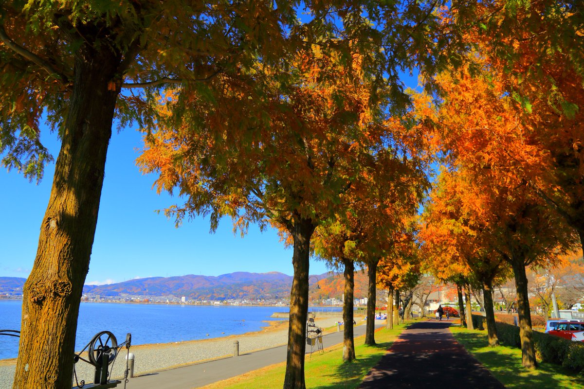 じょー 夢の国より信濃国 17年11月を振り返ってみた件について 紅葉編 １枚目 山梨県 河口湖の紅葉回廊 ２枚目 同じく 紅葉回廊のライトアップ ３枚目 信州 諏訪湖畔の遊歩道 ４枚目 昼下がりの立石公園 紅葉 紅葉回廊 富士山 諏訪湖 立石公園