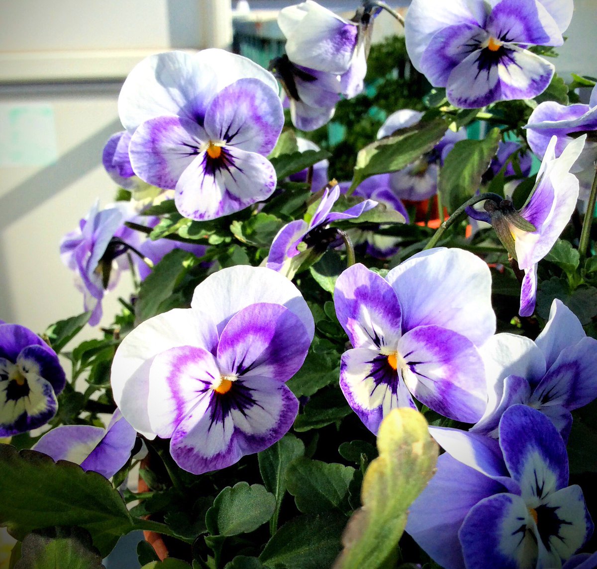 O Xrhsths Naomi 2y0m 5m Sto Twitter 陽当たりの良いベランダだから 植物達順調 以前上手く行かなかった芽キャベツ栽培も今年 来年 は無事収穫出来そうだし 桜色の花が咲くいちごもたくさん蕾を付けてる 今年は植物達にいつも心癒されました 花