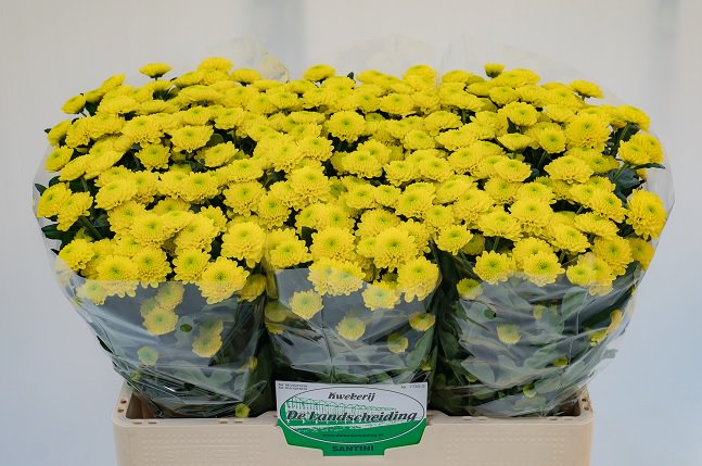 LS Santini tweet media