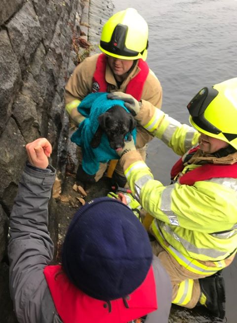 Looks like we have all stuffed our faces this Christmas - but Billy the dog took it literally when he needed rescuing by our #Slaithwaite crews over the festive weekend after getting stuck in a wall.  #SillyPup #DogRescue #Kirklees