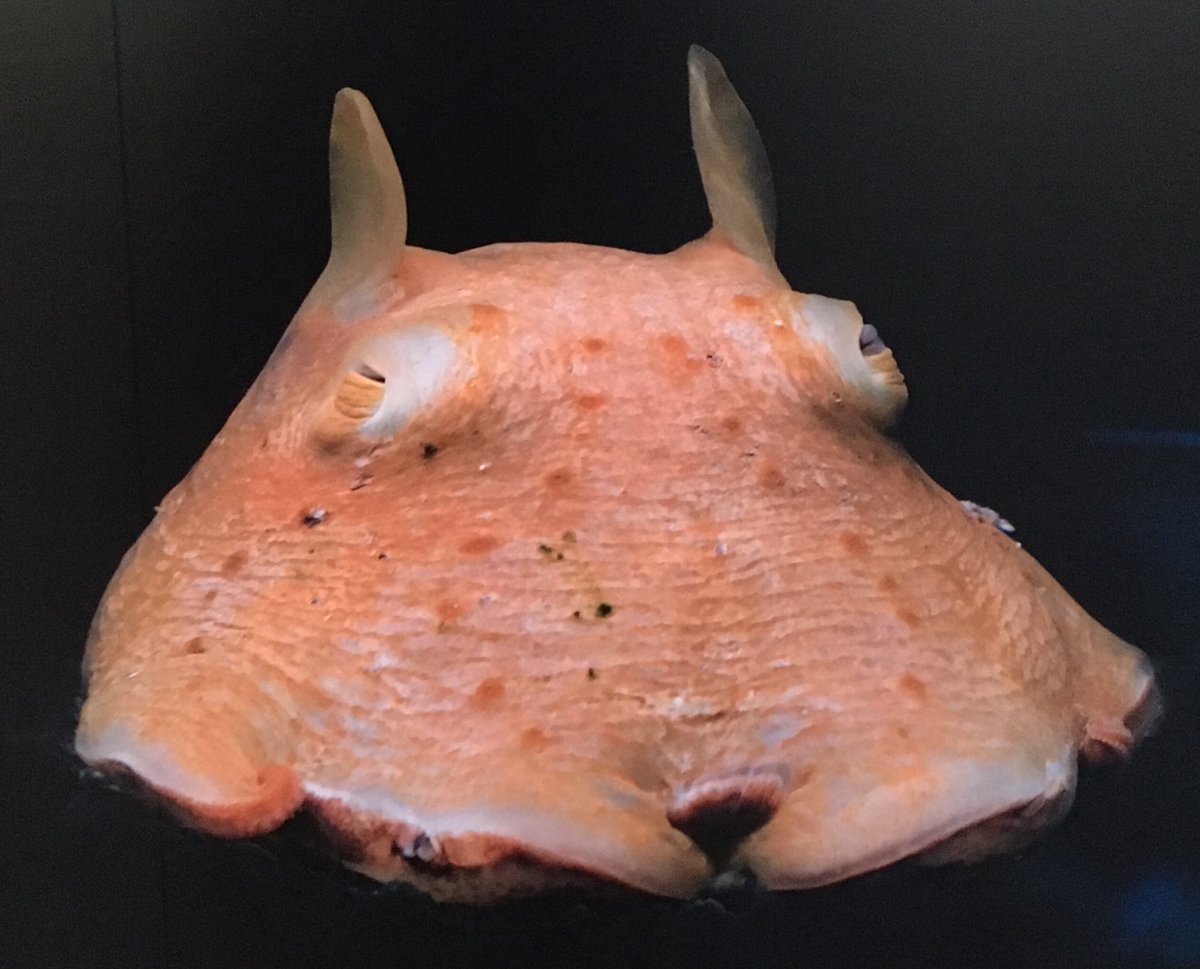 めんだこ 沼津産 沼津港深海水族館さんから深海魚愛を感じる ところでメンダコは水槽でリラックスしてる時 たまに足を使って猫の顔洗いみたいな仕草をしてます ホントだよ 撮影ngなので 外看板のメンダコを撮影 沼津港深海水族館 沼津まち