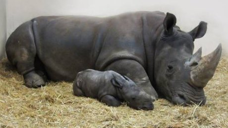 CBCToronto's tweet photo. Meet Toronto Zoo's newest resident, a rare 'big and strong' white rhino calf https://t.co/0wT0pIpDFE https://t.co/ZCvPOFHZYO