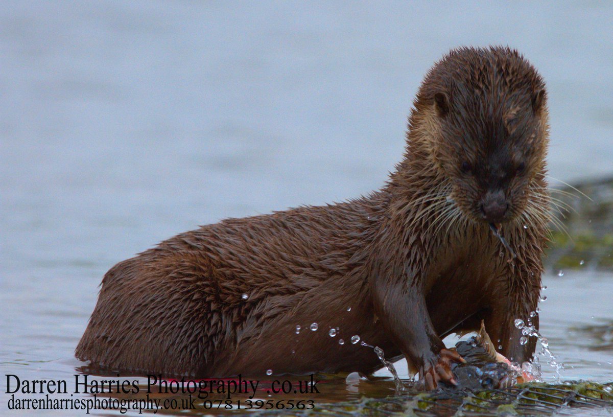 WeWildlifewatch's tweet photo. #Otter @Wildlife @natureteam @WildOtterTrust  @Otter_Project @PBSNature @wildlife_gifts @BBCSpringwatch https://t.co/nZeL7AfFZR