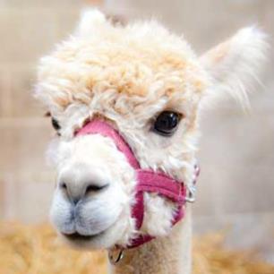 doorstep_zoo's tweet photo. I recently planned a trip to Yorkshire and found the #1 Best Thing To Do Around Harrogate on Trip Advisor was Llama Trekking. I had to try it and this is what happened......https://t.co/vQcBCNiLrJ https://t.co/7Qhi3Kc6B0
