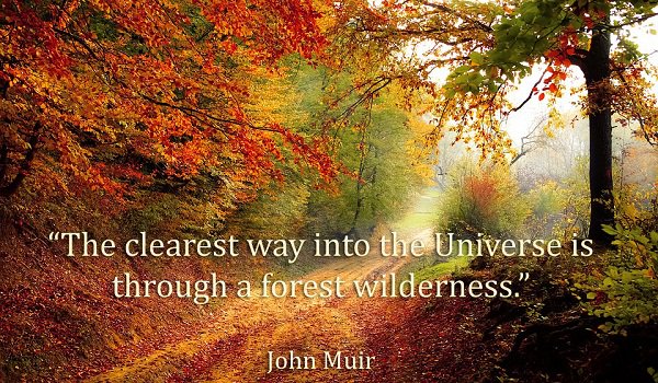 envpk_'s tweet image. “The #clearest way into the #Universe is through a #forest #wilderness.” – #JohnMuir #Inspirational , #inspire #lifelessons  #Quote  #Positive #nature #Green
For More #Picture #Quotes click here -&amp;gt; bestpicquotes.com
