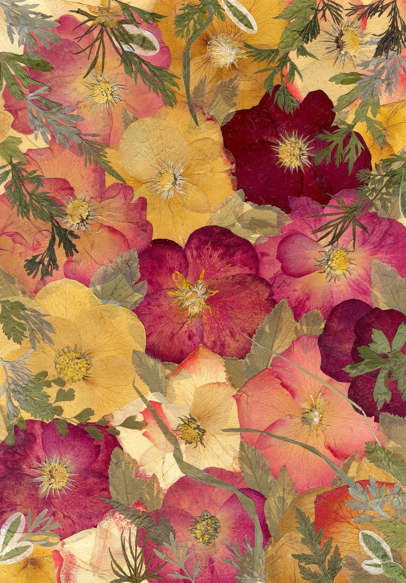Glirencai's tweet photo. Real Plants, Beautiful Roses, Pressed Flowers https://t.co/4JQLUiCbzA Materials: real plants, rose petals, quamoclit, carrot leaves https://t.co/GVTeSiCO2R