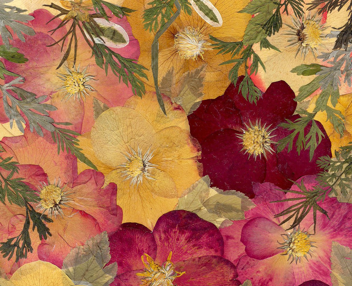 Glirencai's tweet photo. Real Plants, Beautiful Roses, Pressed Flowers https://t.co/4JQLUiCbzA Materials: real plants, rose petals, quamoclit, carrot leaves https://t.co/GVTeSiCO2R