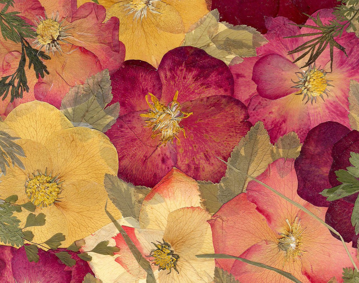 Glirencai's tweet photo. Real Plants, Beautiful Roses, Pressed Flowers https://t.co/4JQLUiCbzA Materials: real plants, rose petals, quamoclit, carrot leaves https://t.co/GVTeSiCO2R