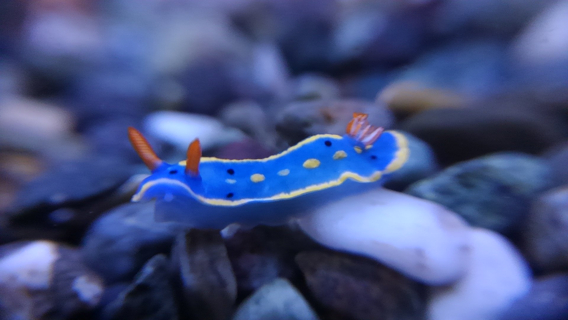 てとら アオウミウシかわいい W ウミウシ アオウミウシ T Co Qhq5dyluyj Twitter