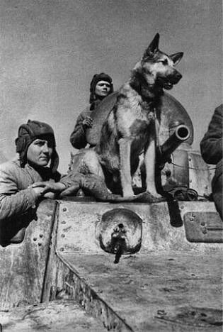 CholeAvalos's tweet photo. Perros de antes | Perros millenials https://t.co/YasMTAIzXb