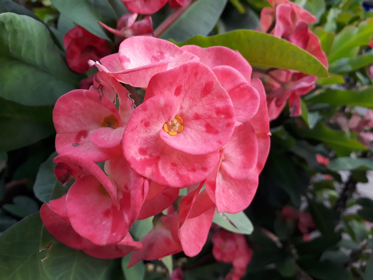 phoenixlee85's tweet photo. 2017年12月28日
Euphorbia Milli 🌸🌸🌸
#EuphorbiaMilli
#ChristThorn
#ChristPlant
#Flower
#花
#はな https://t.co/ppC5VEJ7Uh