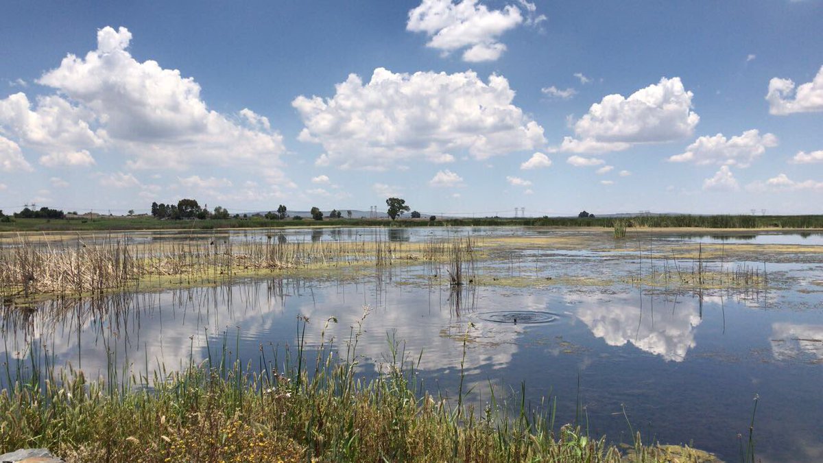 A day out birding 🦅 

#wildlife #wildlifephotography #nature #naturephotography #animal #animals #animalphotography #travel #travelgram #SouthAfrica #krugerpark #wu_africa @wu_africa <a href="/pocket_animal/">Victor Sánchez</a> #photography #wilderness #africa #african #safari #africansafari