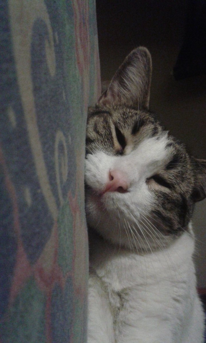 DatDerek's tweet photo. Hablemos un momento de lo bello que es mi gato gordo 💕 https://t.co/0gnMTFwTqU