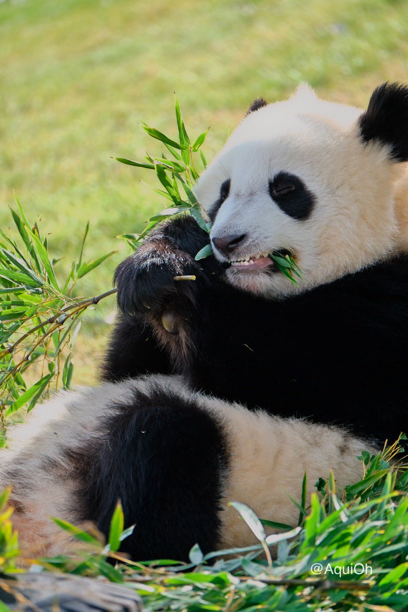 やや転び直樹 No Twitter 寝そべって笹を食べる いかにもパンダらしい行動も増えたような気がしました 成長を感じます アドベンチャーワールド パンダ 結浜