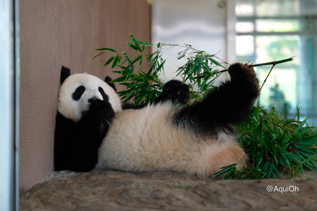 やや転び直樹 No Twitter 寝そべって笹を食べる いかにもパンダらしい行動も増えたような気がしました 成長を感じます アドベンチャーワールド パンダ 結浜