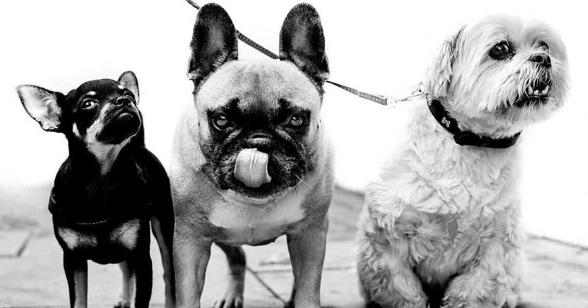 POPBOOKEU's tweet photo. Dog portraits capture the unique personalities of pups around the world https://t.co/phoSCLeHZt #dogs #photography https://t.co/9JEqZUI6Jk