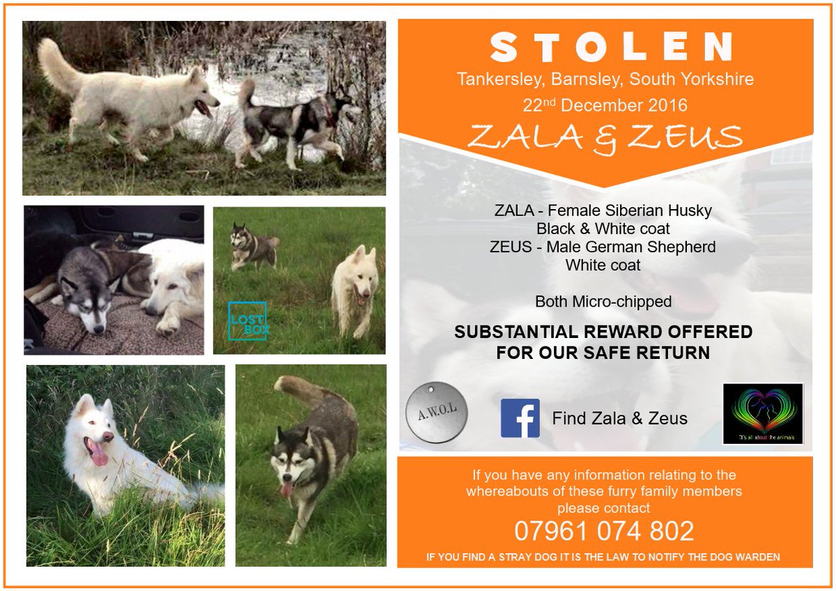 Please keep sharing and retweeting everywhere and anywhere #RaisingAwarenessIsKey #BringThemHome #ScanMe #Zala #Zeus #Stolen #Barnsley <a href="/wearebarnsley/">We Are Barnsley (WAB)</a> @shannonvjones2 <a href="/stop_pet_theft/">StopPetTheft</a> <a href="/IAATA2016/">IAATA</a> <a href="/AWOLPets/">AWOL Pets</a> <a href="/LostDogAlertUK/">LostDogAlertUK</a>