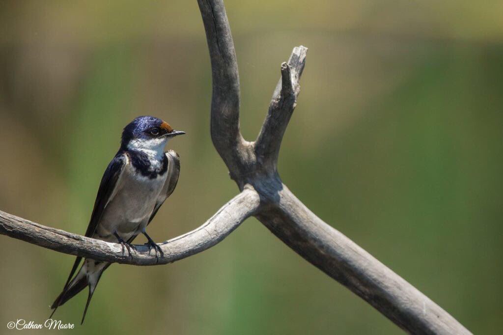 White Throated Swallow 

#wildlife #wildlifephotography #nature #naturephotography #animal #animals #animalphotography #travel #travelgram #SouthAfrica #krugerpark #wu_africa @wu_africa <a href="/pocket_animal/">Victor Sánchez</a> #photography #wilderness #africa #african #safari #africansafari #bird #birding
