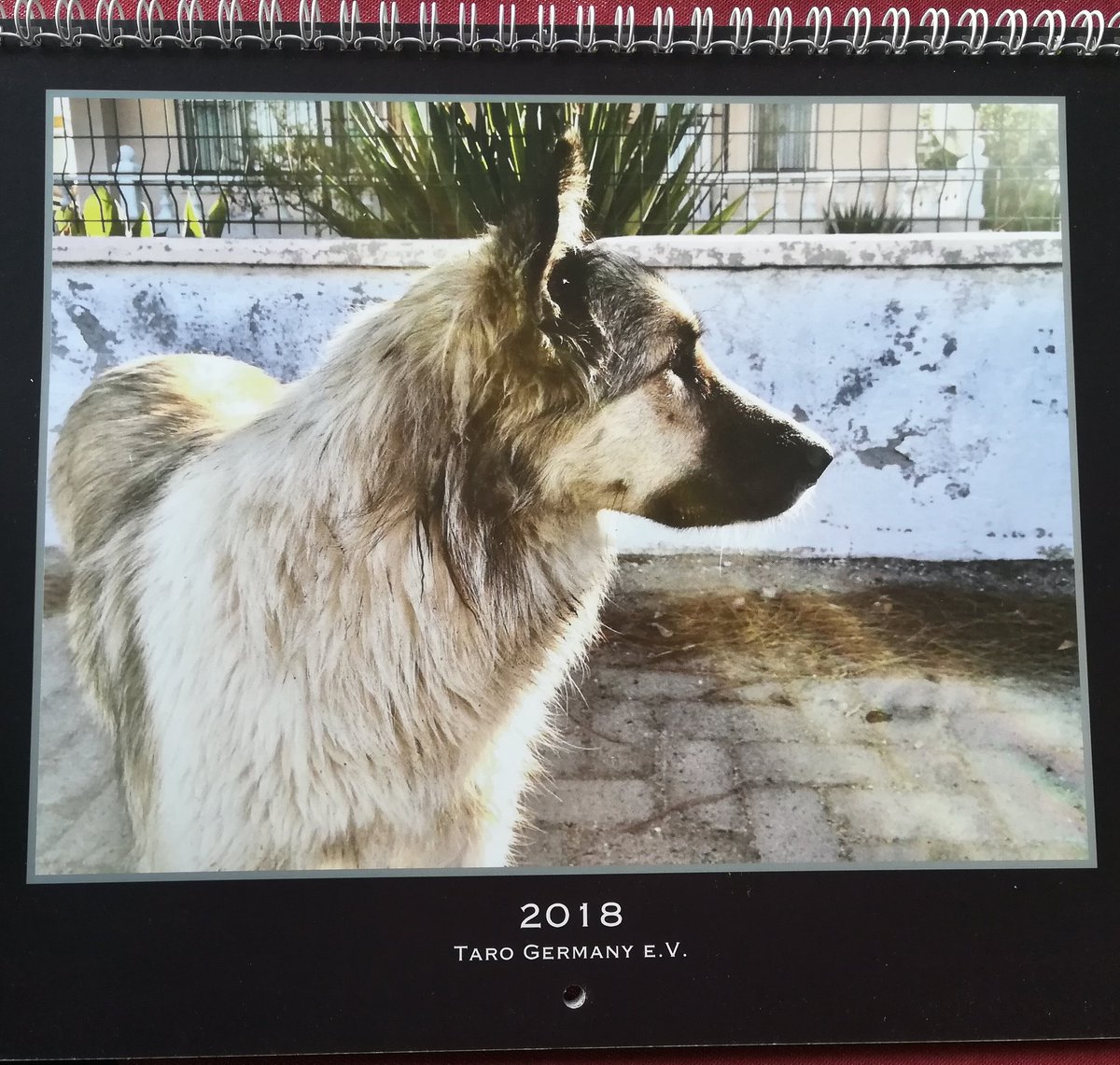 der_neilX's tweet photo. Vielen Dank an @tarogermany1 und @JillyEvil für den schicken Kalender. 😘
#danke #gutestun #win #gewonnen #Gift #Weihnachten #charity #retweetforhelp https://t.co/re2sdm2RNC