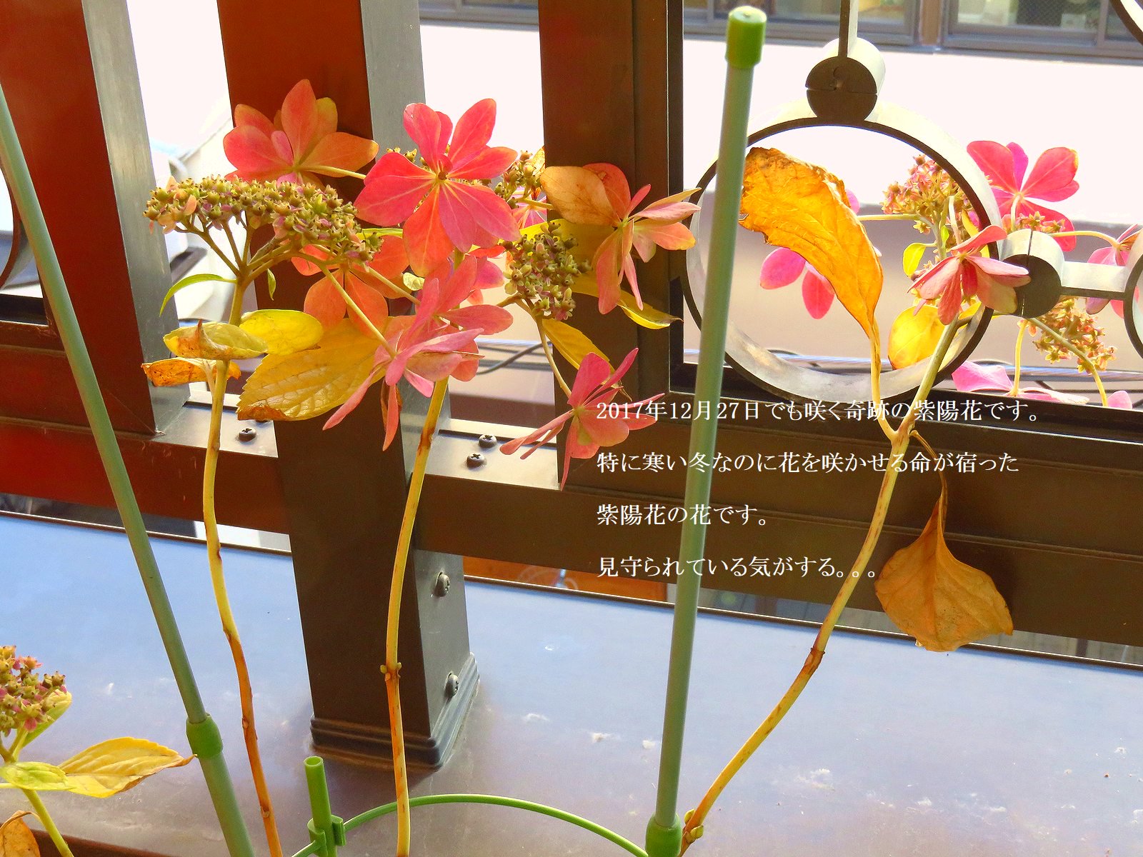 紫陽花の寿命 Twitter Search Twitter