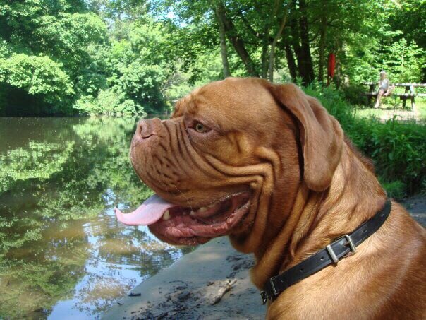 maisie_ea's tweet photo. A year today we said goodbye❤️
Missing you old boyXx https://t.co/cozXhD8VSQ