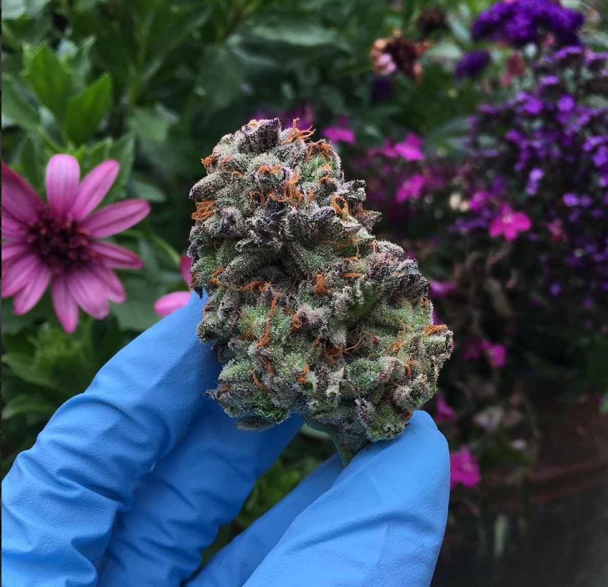 HIGH_TIMES_Mag's tweet photo. Blue Zombie. 😍

📷: @ganja_florist_girl https://t.co/7jsGLB4XeB https://t.co/U0KTnFZUNP