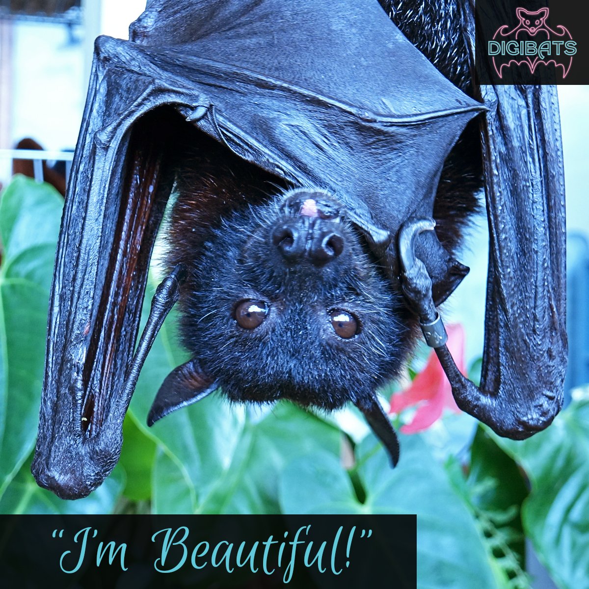 BatConservation's tweet photo. Kamilah is beautiful and she knows it! If you'd like to see Kamilah sticking her tongue out at you, please support our digital live animal programing through #DigiBats for #GivingTuesday! #SavetheBats
Give today! >>> https://t.co/AX2qvtPoMi https://t.co/OumCKUEaBn
